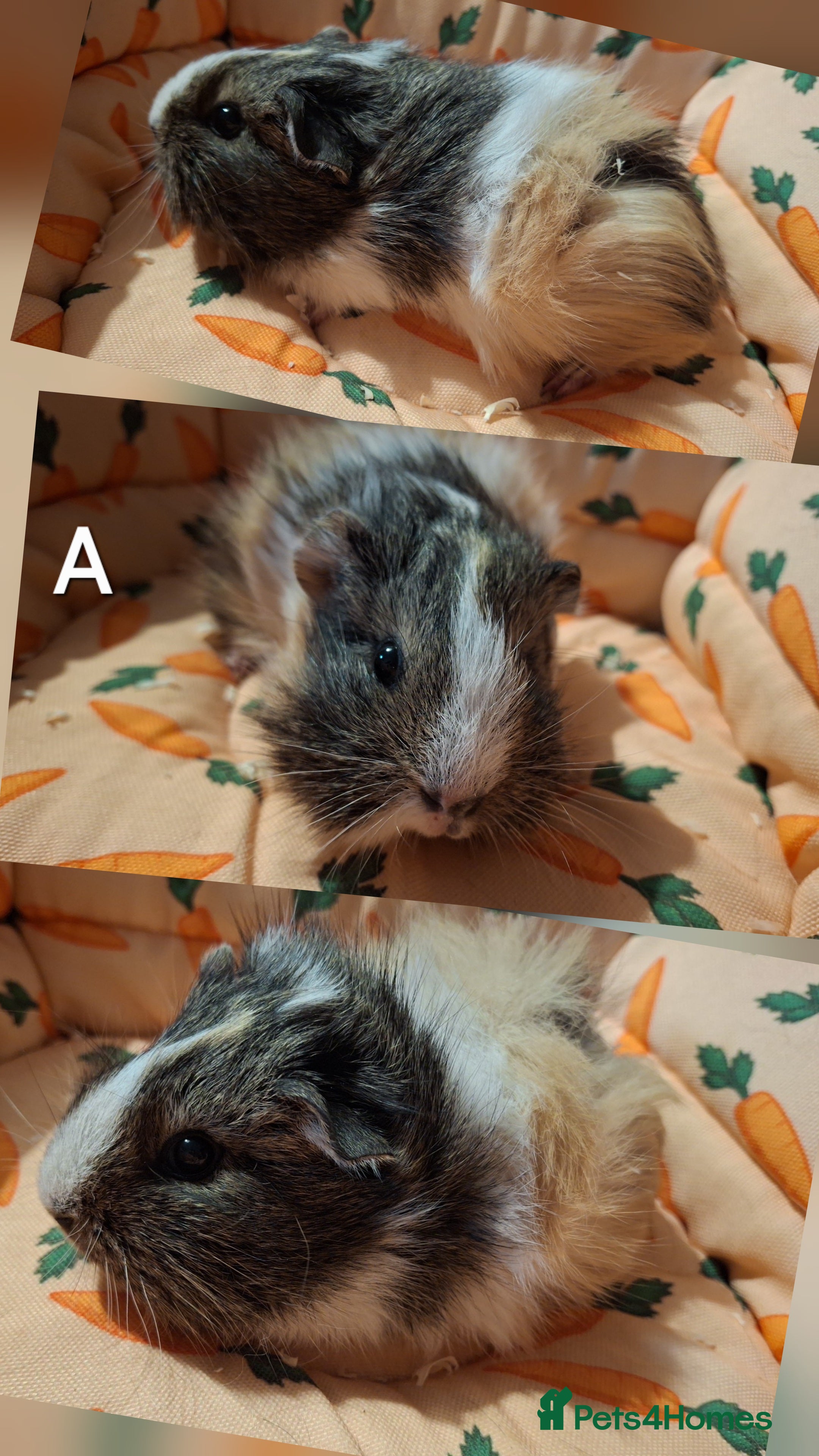 Guinea Pig rodents Baby guineas seeking new homes 🏡  - Advert 18