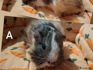 Guinea Pig rodents Baby guineas seeking new homes 🏡 - Advert 4