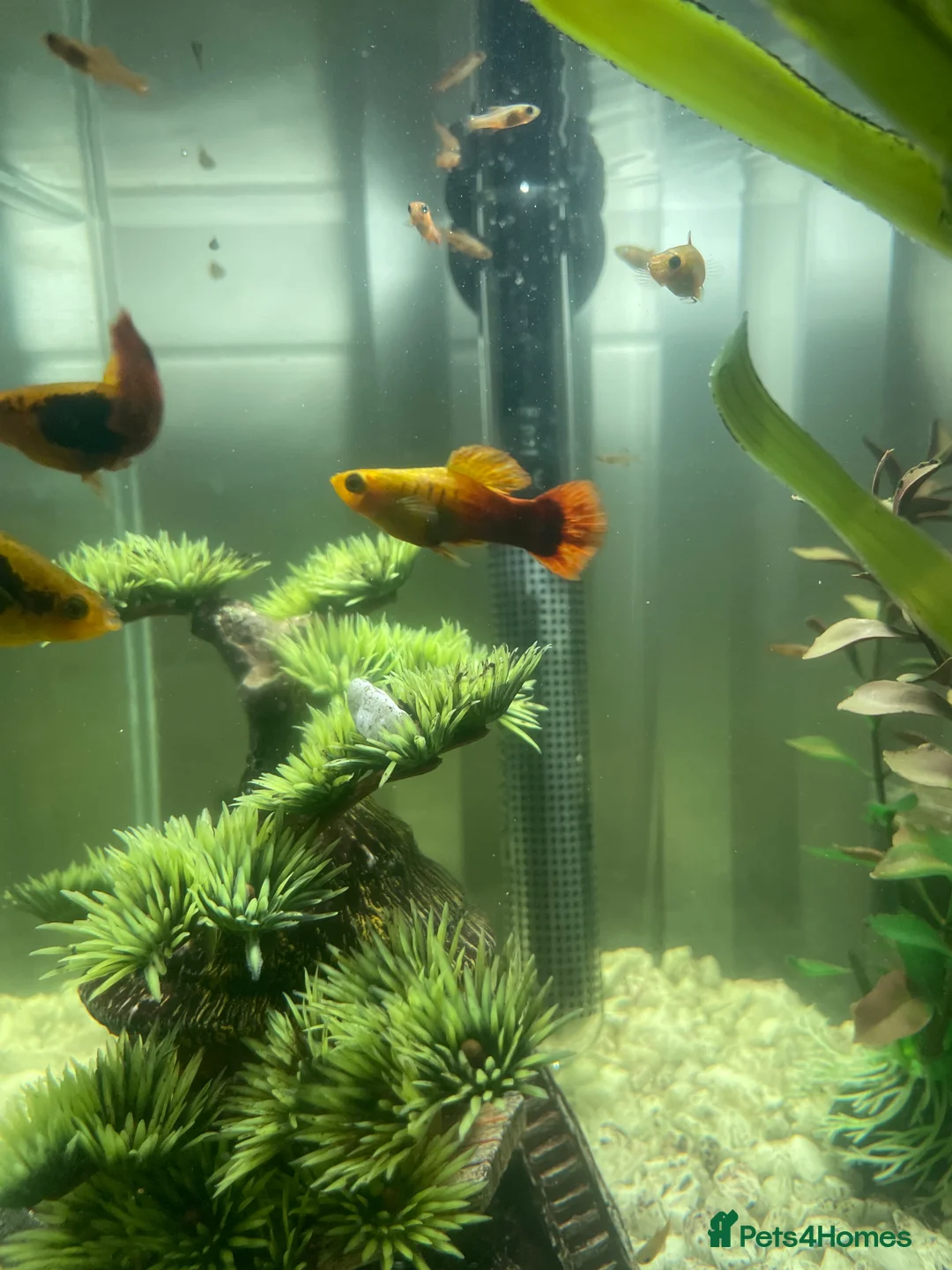 Other/Mixed Breed fish for sale: Guppy fry for sale £1 in Erith - Advert 1