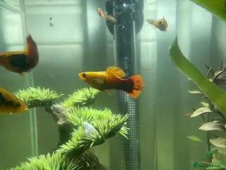 Other/Mixed Breed fish Guppy fry for sale £1 - Advert 14