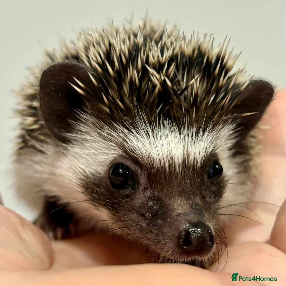 Pygmy Hedgehog rodents for sale: Girls Boys Ethically Bred African Pygmy Hedgehogs - Advert 2