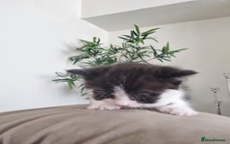 Mixed Breed cats for sale: Half british shorthair kittens - Image 5