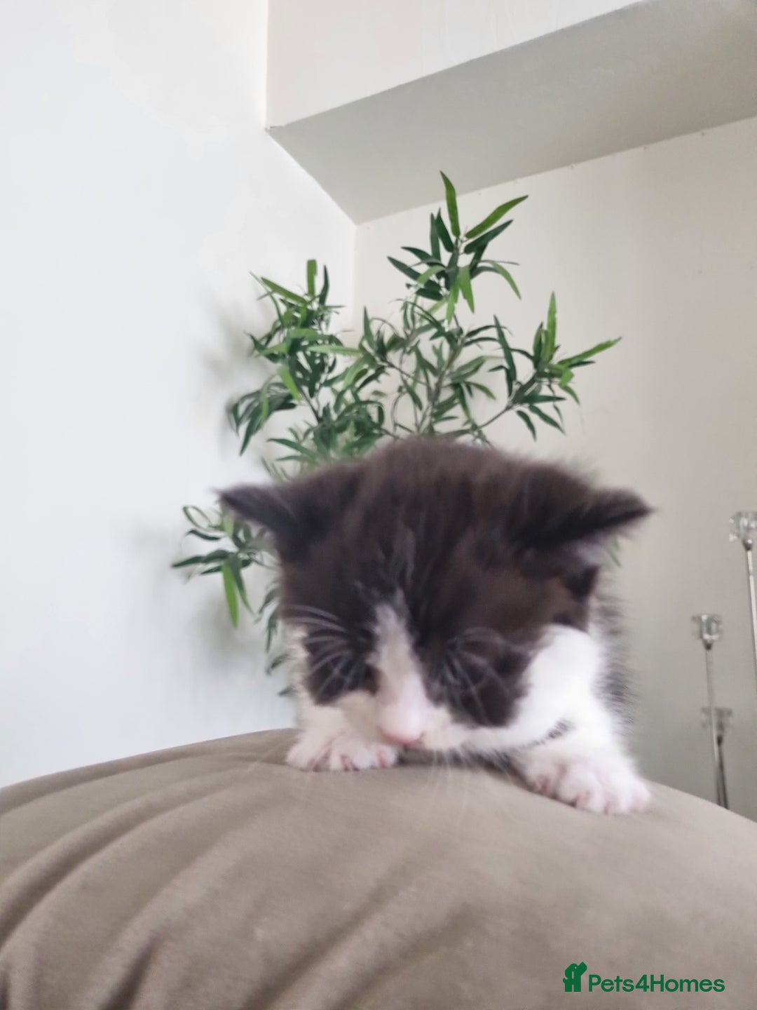 Mixed Breed cats for sale: Half british shorthair kittens - Image 5