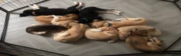Saluki dogs for sale: Beautiful Saluki puppies Now Available - Advert 5