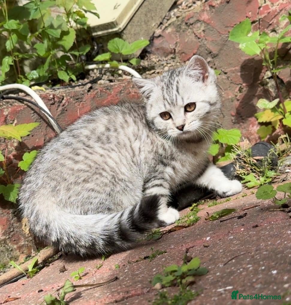 British Shorthair cats *Ready to leave next week* GCCF BSH silver tipped  - Advert 2