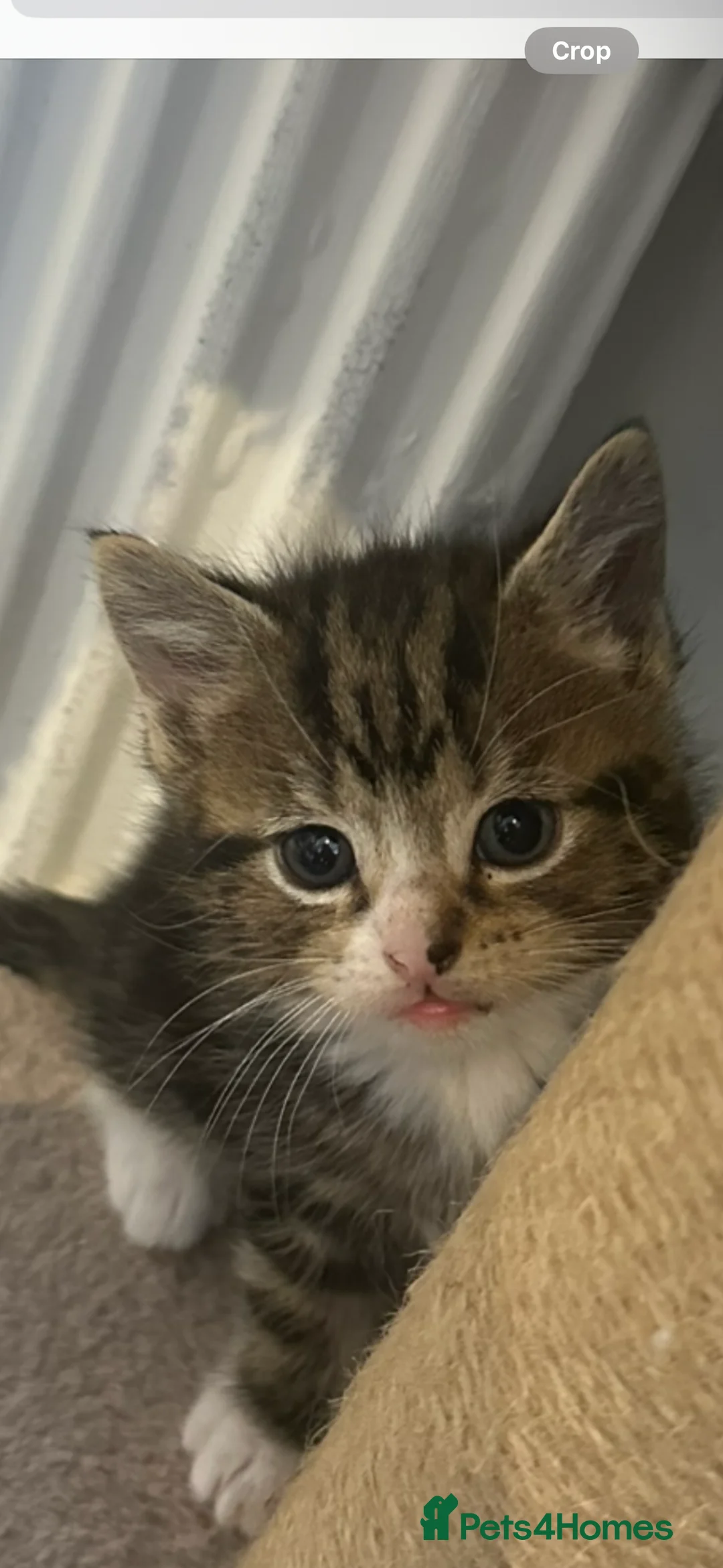 Maine Coon cats for sale: Maincoon cross British blue kittens  in Pevensey - Advert 7