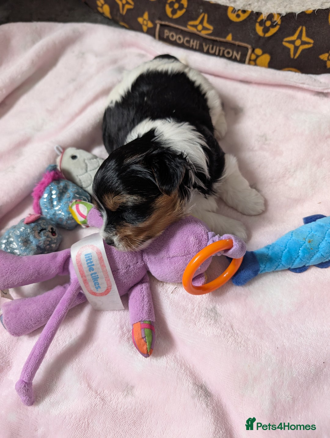 Biewer Terrier dogs for sale: Biewer terrier puppies  - Image 2
