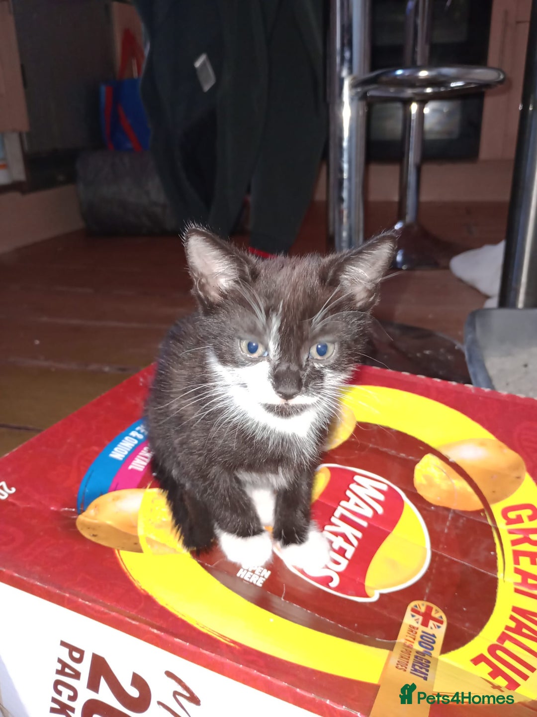 Mixed Breed cats for sale: 3 beautiful kittens  - Image 11