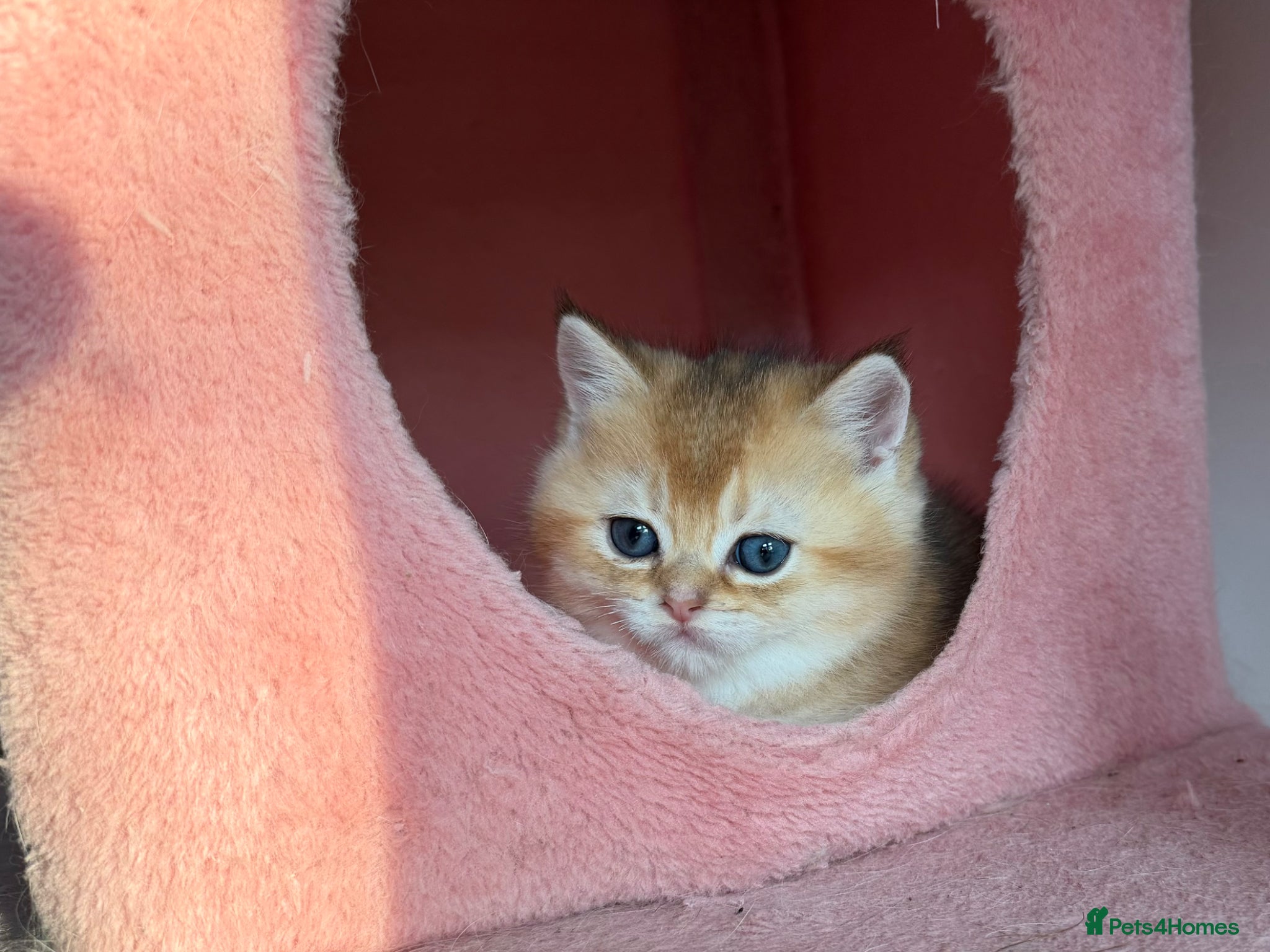 British Shorthair cats FULL HEALTHY  LOOKING FOR A NEW HOME!!! - Advert 3