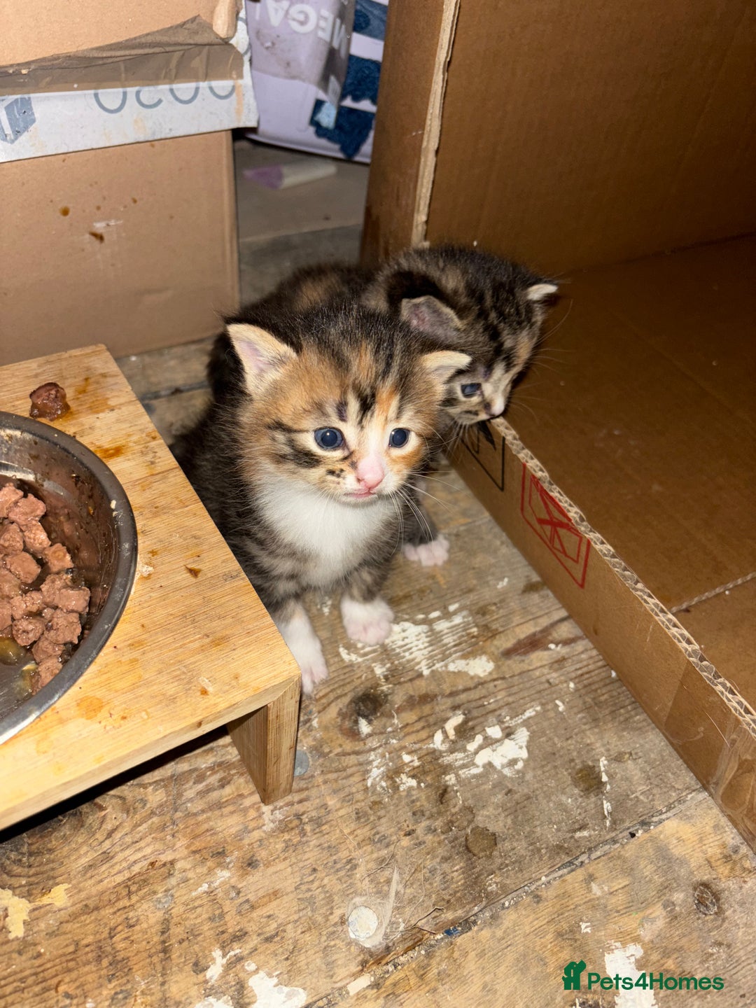 Domestic Shorthair cats for sale: Female kitten for sale  - Advert 5