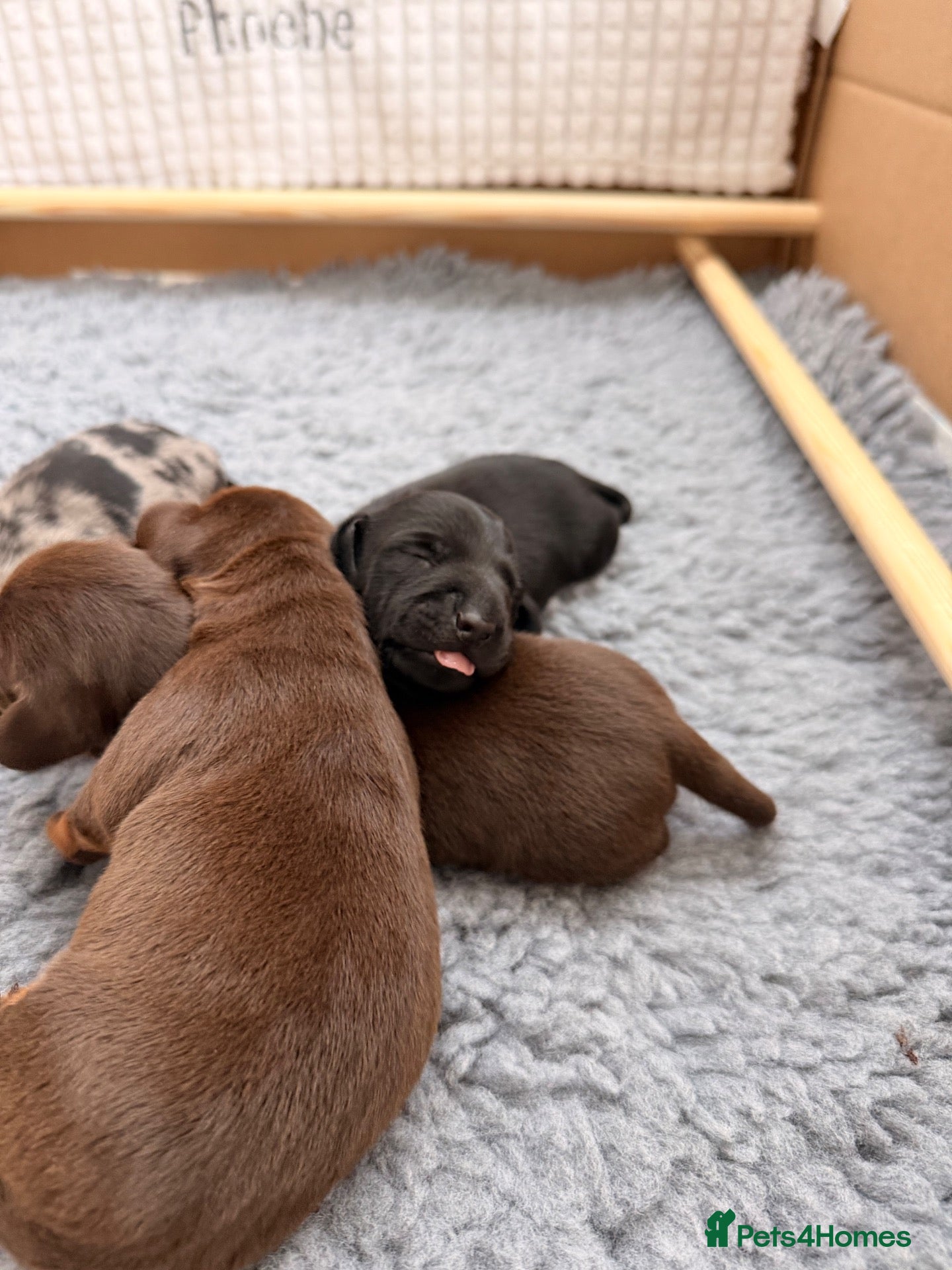 Miniature Dachshund dogs for sale: True Mini Dachshunds - Very rare all black boy - Advert 21