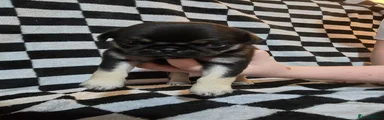 Pug 5