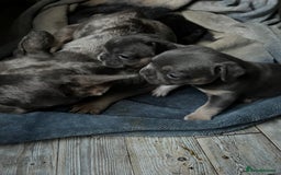 French Bulldog dogs for sale: French bulldogs - Image 8