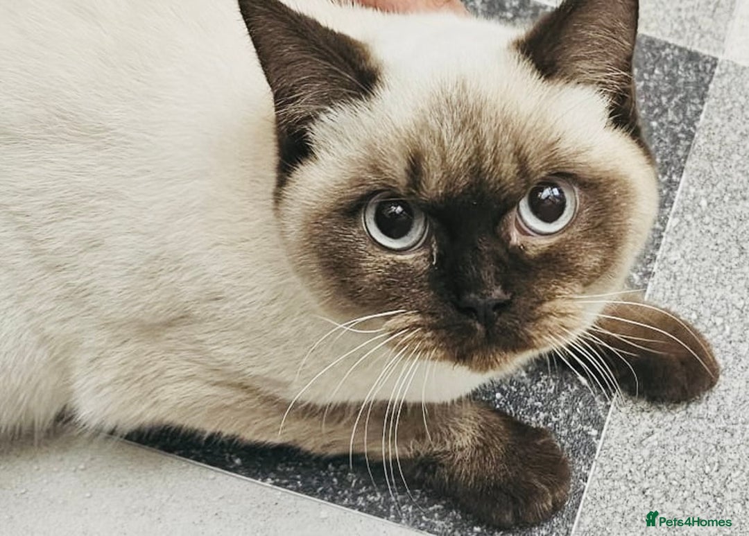 British Shorthair cats for sale: Female Lilac And Chocolate Point British Shorthair - Advert 4