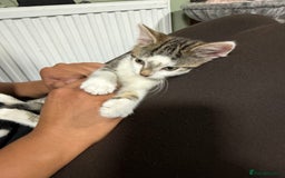 British Shorthair cats for sale: Playful kittens - Image 2