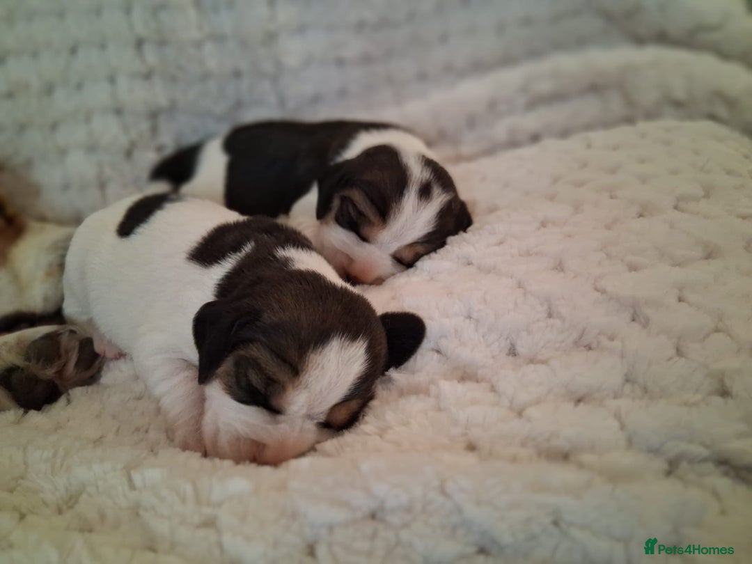 Beagle dogs for sale: KC Registered beagle puppies - Image 9