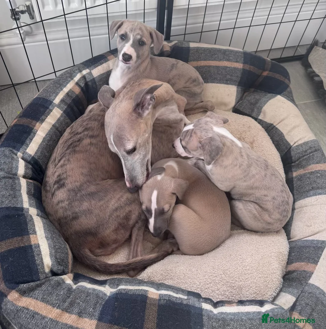 Whippet dogs for sale: KC Reg Whippet Boy - Crufts Sire - Ready 28 April - Advert 2