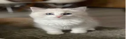 Ragdoll cats for sale: Ragdoll babies  - Advert 2