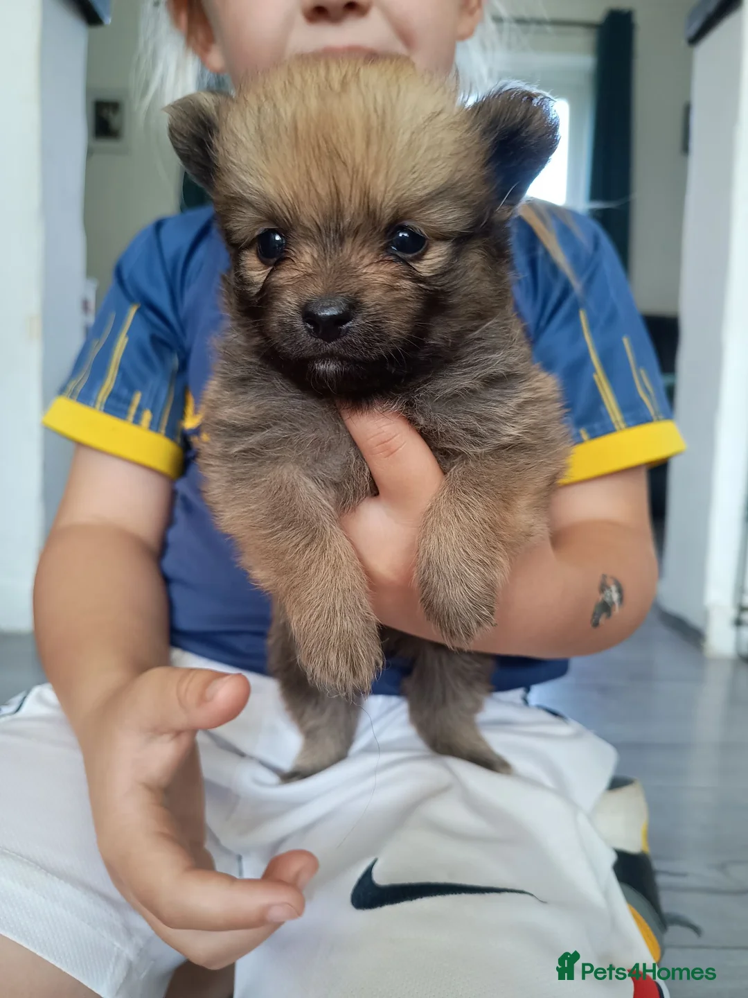 Pomeranian dogs for sale: Pomeranian puppies  - Advert 2