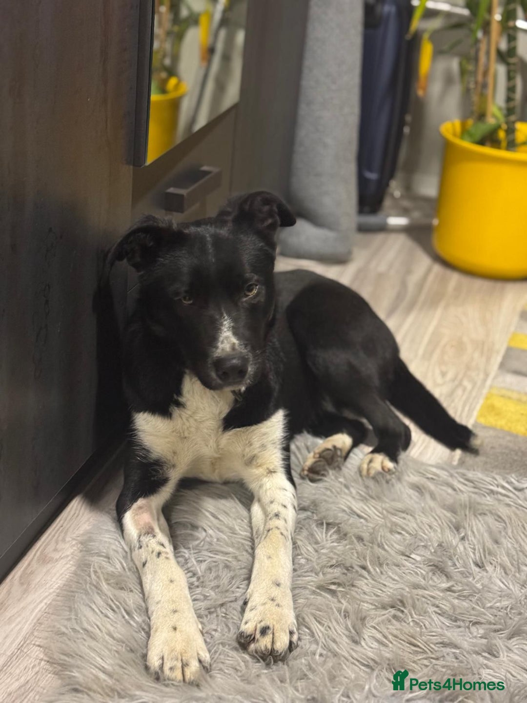 Mixed Breed dogs for adoption: Gorgeous Maylo looking for love - Advert 12