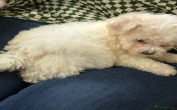 Bichon Frise dogs for sale: Bichon frise - Advert 8