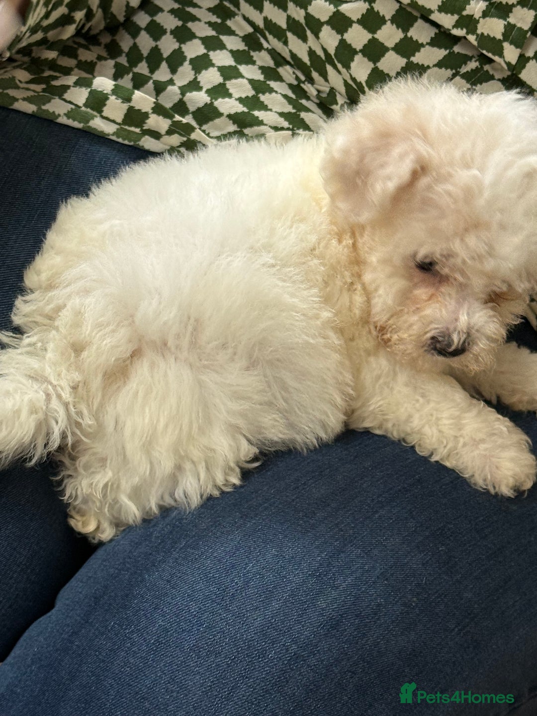 Bichon Frise dogs for sale: Bichon frise - Advert 8