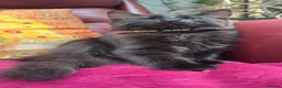 Mixed Breed cats for sale: Stunning kittens 🐈‍⬛  - Advert 8