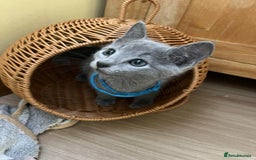 Russian Blue cats for sale: TICA REGISTERED Pure Breed Russian Blue Kittens - Image 14