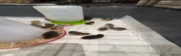 Quail poultry for sale: Chinese painted button quail chicks in Sunderland - Advert 3