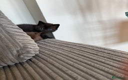 British Shorthair cats for sale: British shorthair kittens  - Image 15