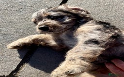 Cockapoo dogs for sale: Marble /tan cockerpoo - Image 8
