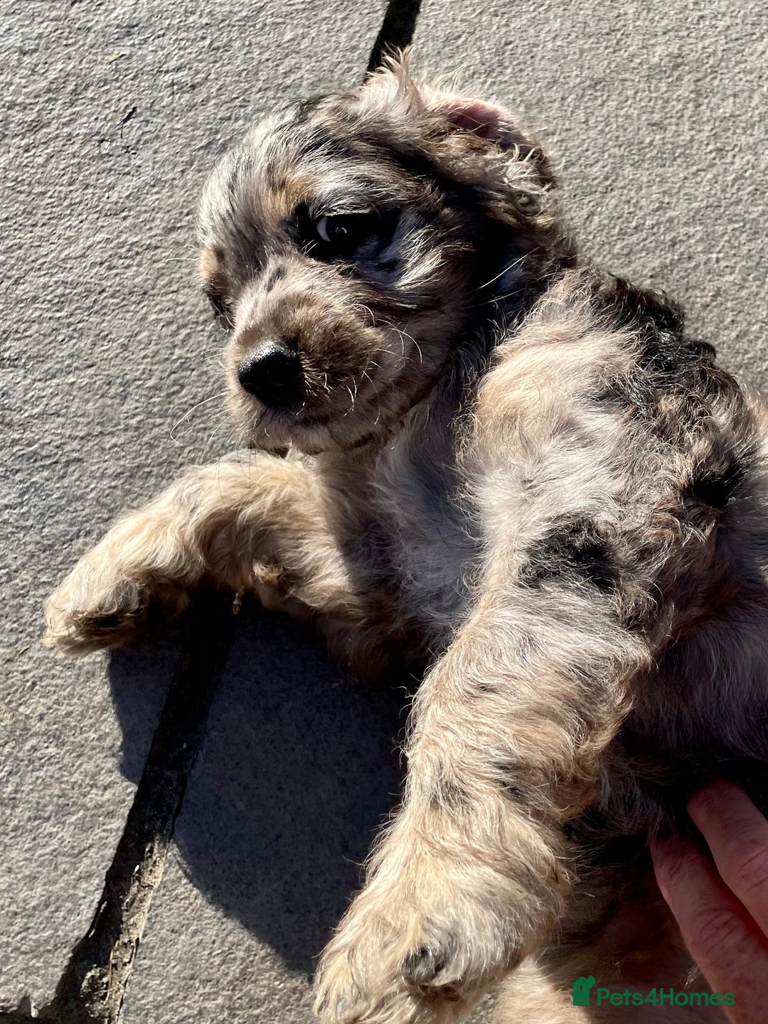 Cockapoo dogs for sale: Marble /tan cockerpoo - Image 8