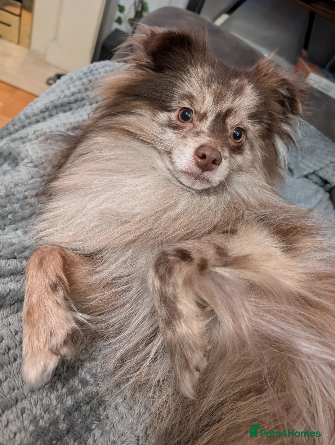 Pomeranian dogs for stud: Rare Merle Pomeranian For Stud Derbyshire in Chesterfield - Advert 12