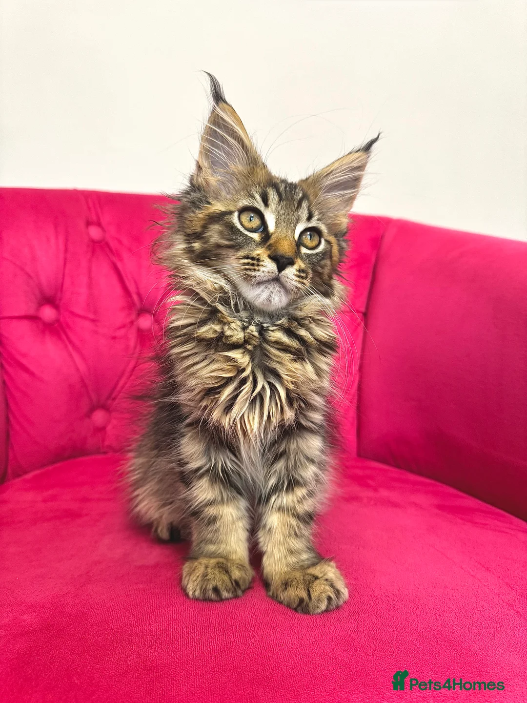 Maine Coon cats for sale: MaineCoon Kittens 🏆20+Gen🧬 Outstadning Pedigree - Advert 16