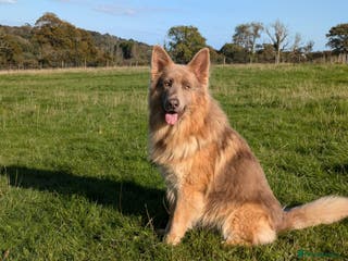 German Shepherd dogs KC health tested isabella german shepherd for stud - Advert 4