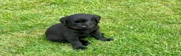 Labrador Retriever dogs for sale: Fantastic Royal Kennel Club Puppies  - Advert 6