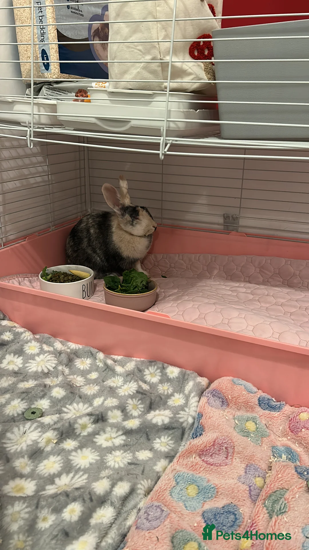 Mixed Breed rabbits for sale: 5 month old bunny girl - Advert 2