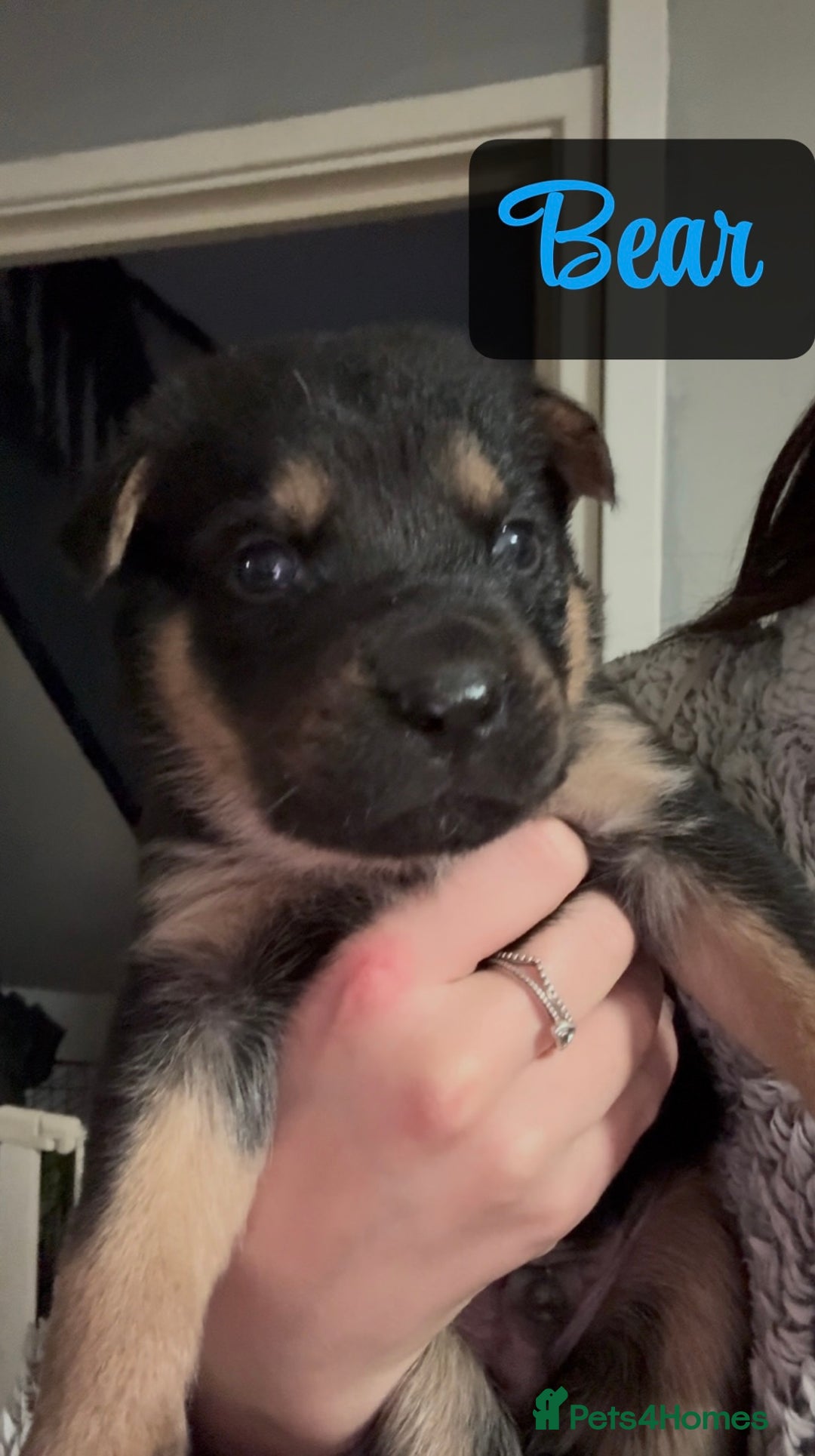 Shepsky dogs for sale: 9 beautiful Shepsky puppies in Doncaster - Advert 37