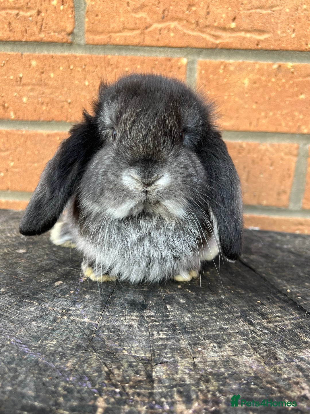 French Lop rabbits for sale: French Lops from Lincolnshire Lops - Advert 2