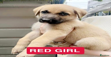 German Shepherd dogs - Advert 5