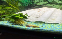 Catfish fish for sale: Baby bristlenose black catfish  - Image 3
