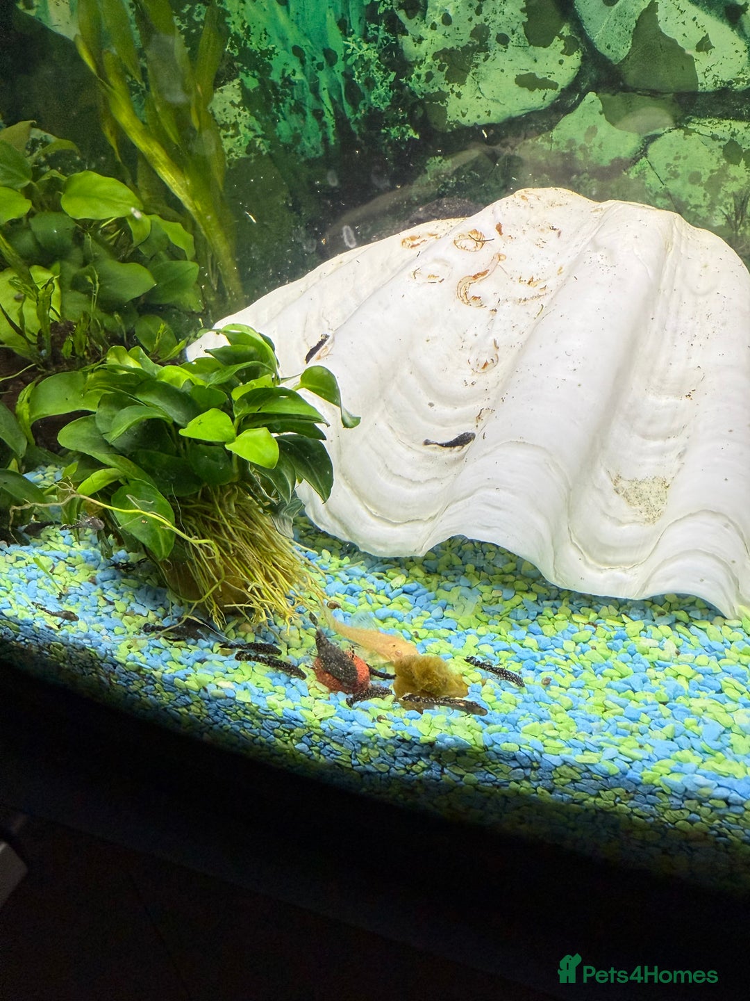 Catfish fish for sale: Baby bristlenose black catfish  - Image 3