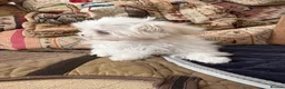 Maltese dogs for sale: MINIATURE MALTESE - Advert 7
