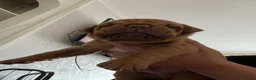 Dogue De Bordeaux dogs for sale: Beautiful chunky Douge de Bordeaux pups - Advert 16