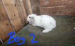 Mini Lop rabbits for sale: Mini lop rabbits - Image 6