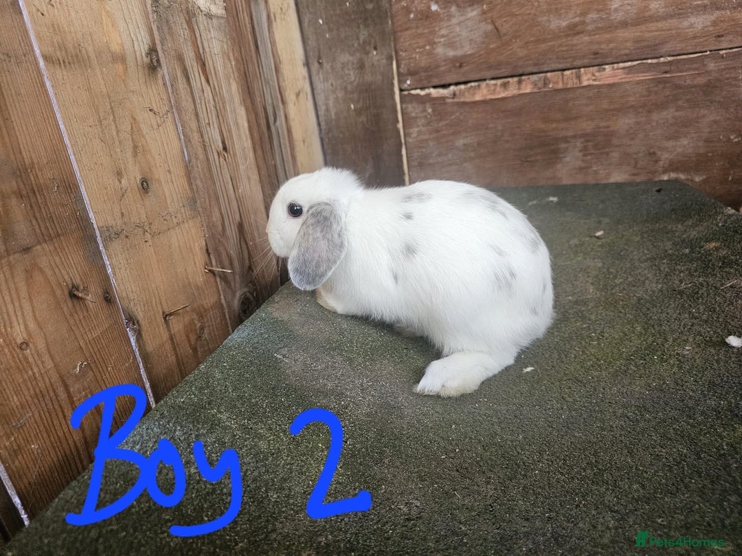 Mini Lop rabbits for sale: Mini lop rabbits - Image 6