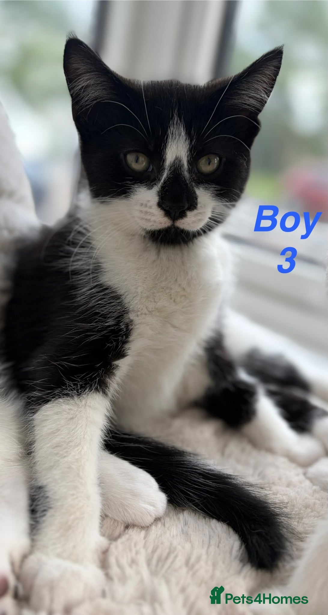 Mixed Breed cats Beautiful playful kittens looking for loving homes - Advert 14