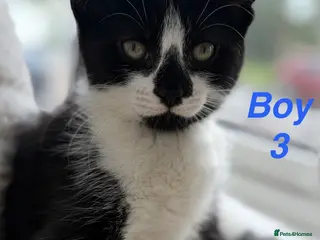 Mixed Breed cats Beautiful playful kittens looking for loving homes - Advert 14