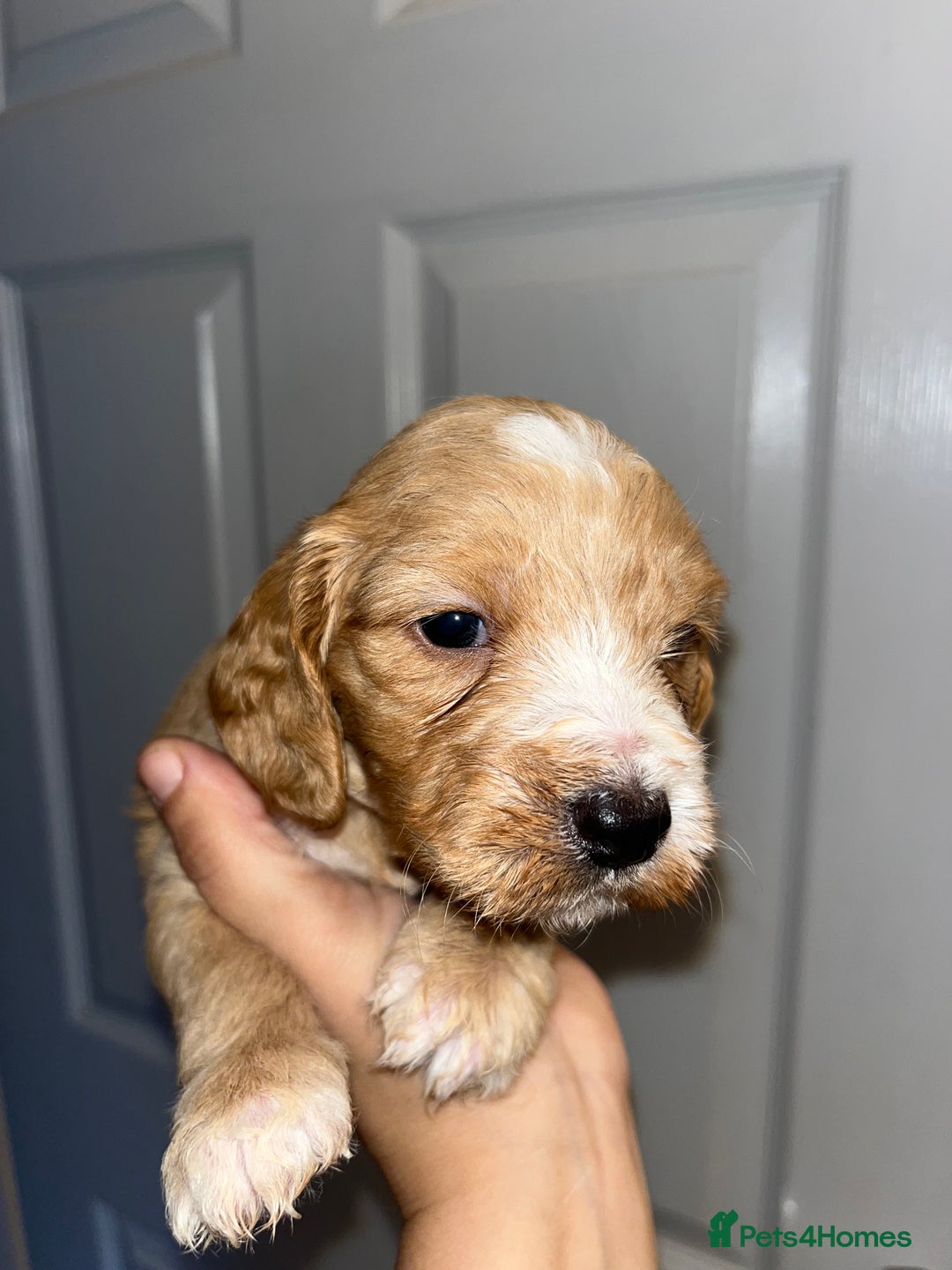 Cockapoo dogs for sale: Cockapoo puppies  - Advert 1