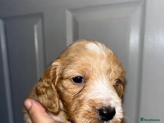 Cockapoo dogs Cockapoo puppies - Advert 19